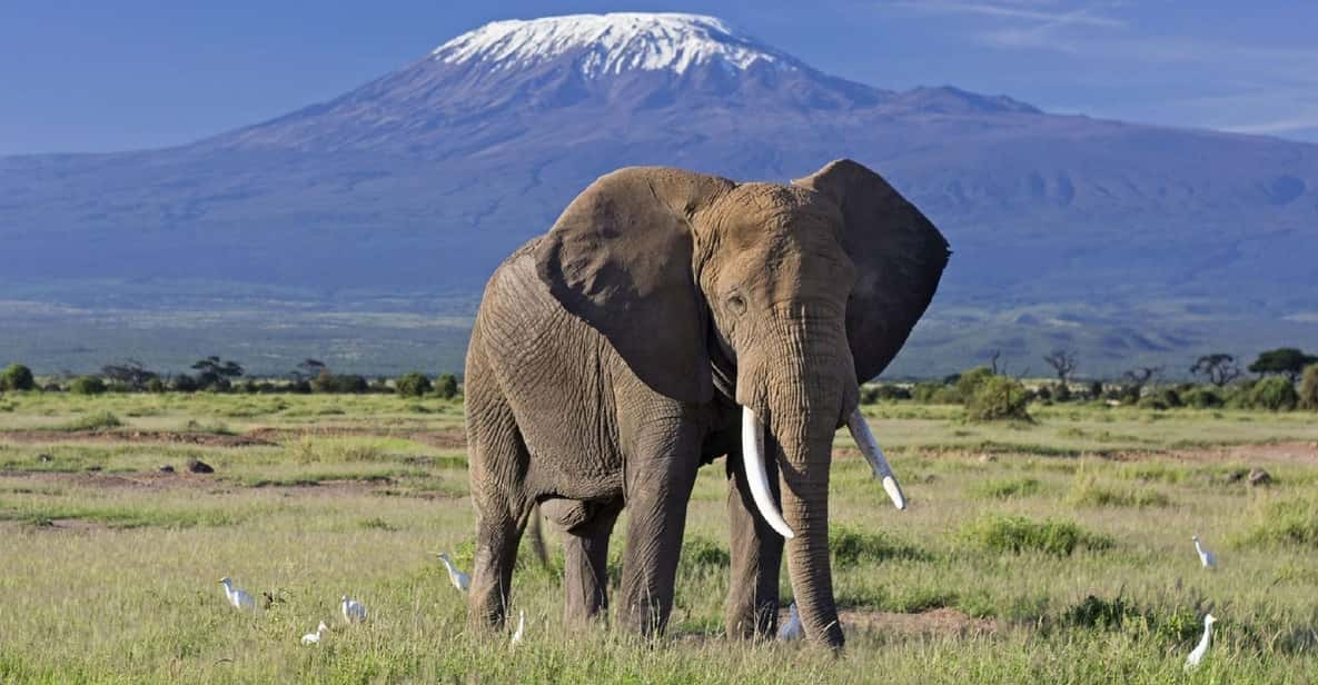 Safari Amboseli