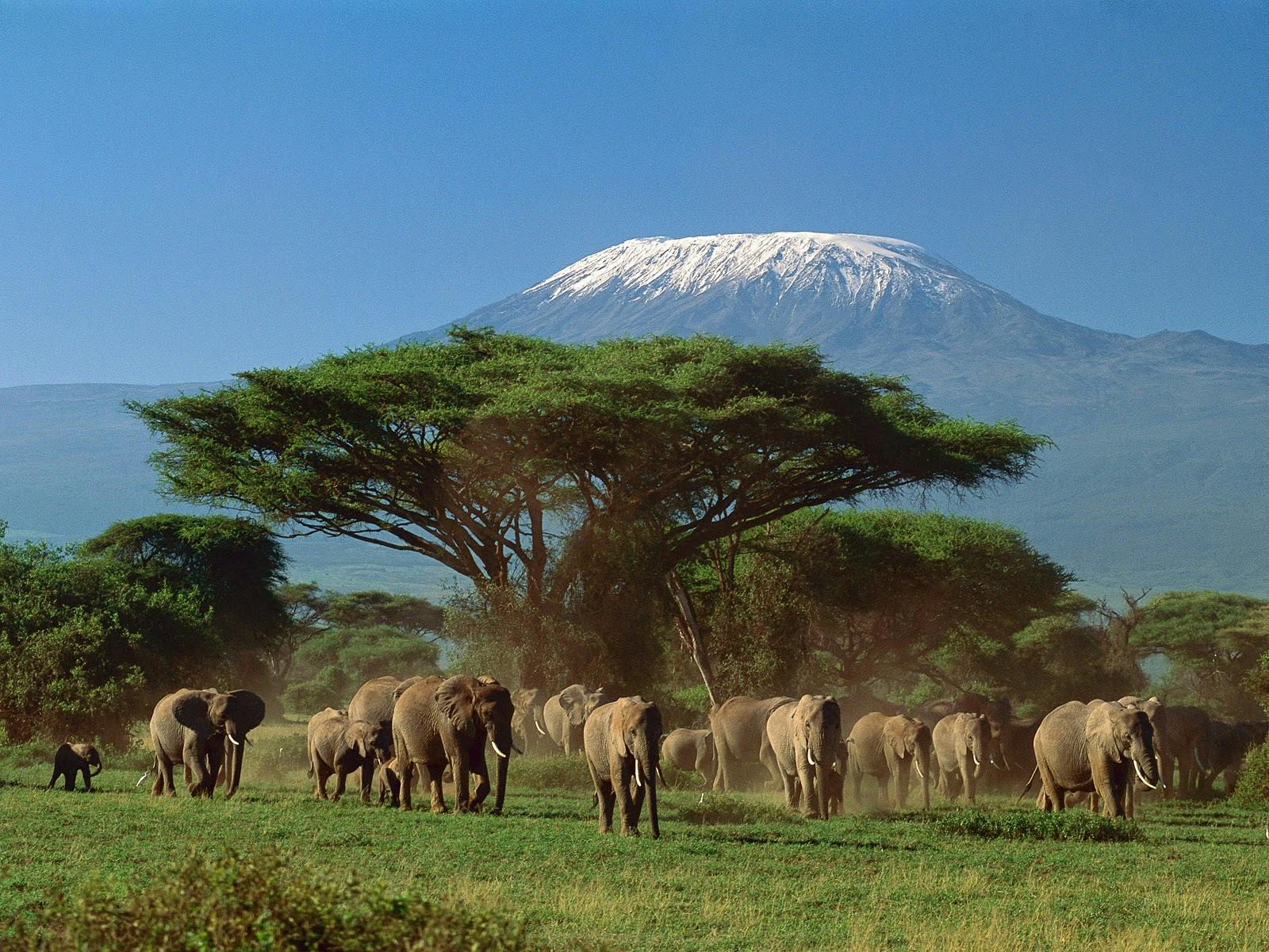 Panorama Amboseli